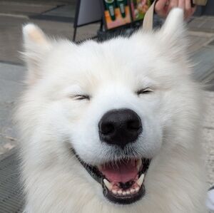 Meet your Posher, jellijules